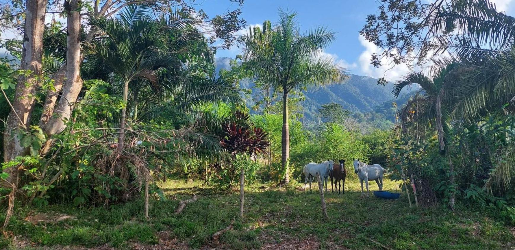 Las Brisas Del Sur Ojochal Exterior foto